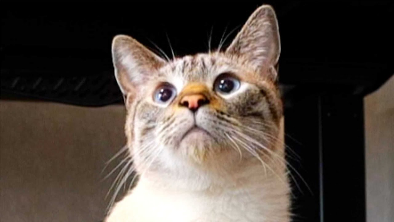 隠し撮り 留守番中の猫の寂しそうな鳴き声に胸が締め付けられました Youtube