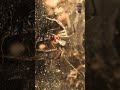 Scary Spider Shorts 