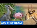 Animals You Won’t Believe Exist | Real Creatures You Won’t Believe | Shoebill, Axolotl, Aye-Aye