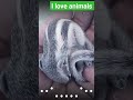 I love animals