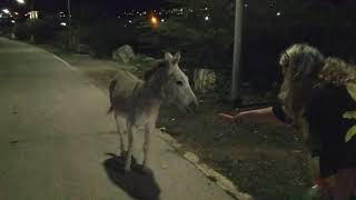 Masha Donkey Likes Carrots
