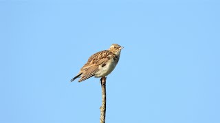 Heidelerche Gesang