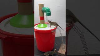 Good Mouse Trap Idea Using A Plastic Bucket/Mouse Trap 2#Rat #Rattrap #Mouse #Mousetrap