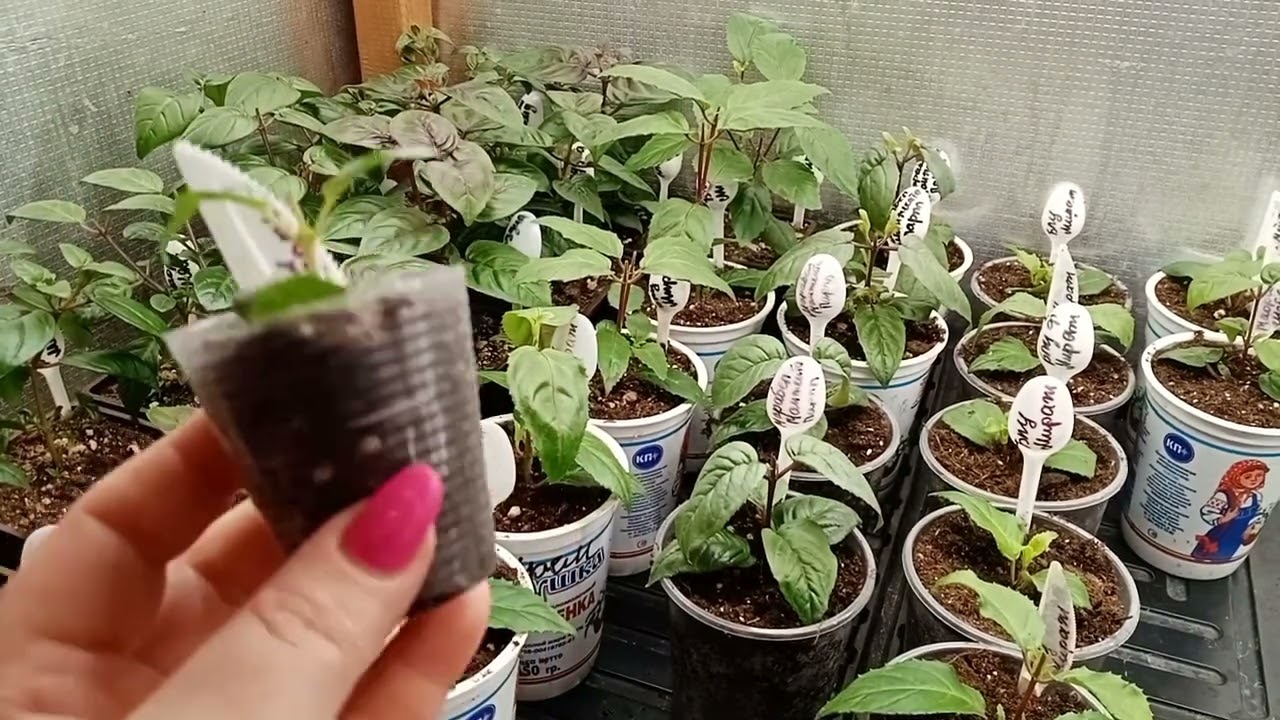 🌺Уход за фуксией ,с момента черенкования ,до высадки в кашпо.🌺