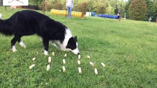 Obedience training: scent discrimination with Stress