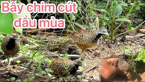 Một ngày trong rừng, Bẫy chim cút rừng cho bữa cơm đạm bạc