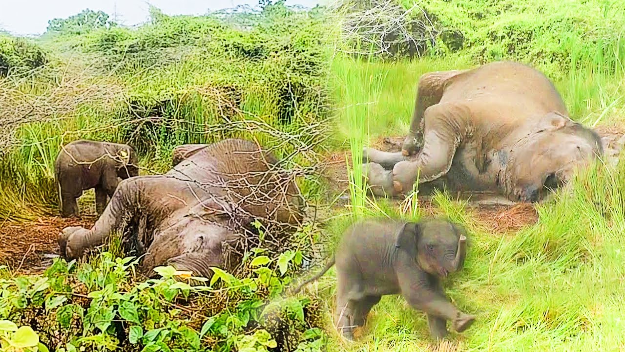 Mommy, wake up! I need you: Baby Elephant nuzzled his lifeless Mother & Refuses to leave her side