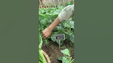 Thu hoạch Cải Rổ Rạng Đông #hatgiongrangdong #vegetables #farming #garden #gardening #harvest