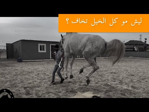 فيديو: كيف لا تشعر وكأنك حصان مداس ، لتبقى نشطًا ومبهجًا الجزء 2