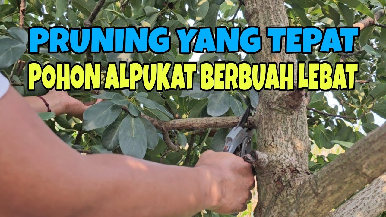 PRUNING YG TEPAT AKAN BERBUAH YANG LEBAT