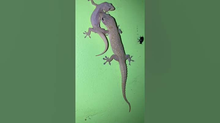 Angry lizard bite #shorts