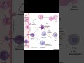 PI3Kγ: Director de la respuesta inmune #cienciasobredosruedas #biologia #bioquimica #ciencia