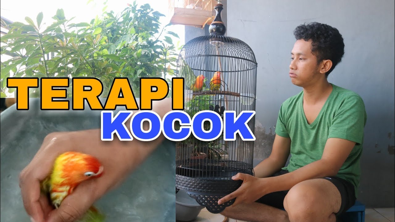 RAHASIA Cara MERAWAT LOVEBIRD Agar NGEKEK PANJANG Dan KONSLET - YouTube