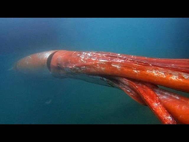Au Japon Un Calamar Geant A Ete Filme Youtube