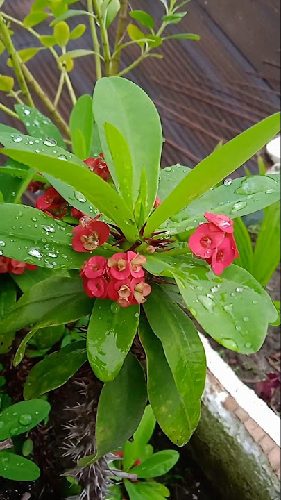Beautiful red small crown of thrones #ytshorts #garden #flowers