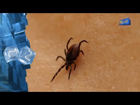 Иксодовые клещи: как защитить себя от переносимых паразитами заболеваний