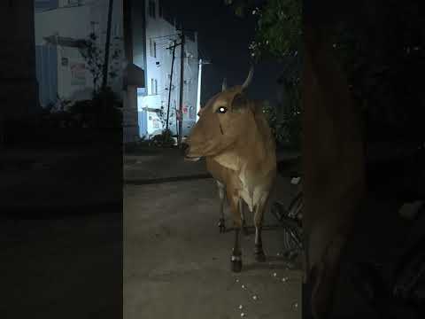 వీధుల్లో ఆవులు #cow