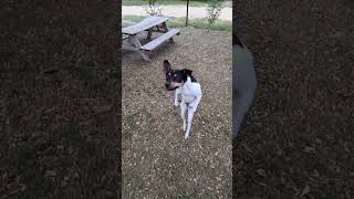 super fast # rat terrier puppy jumps higher than the camera  !!!   ( in slow motion  )