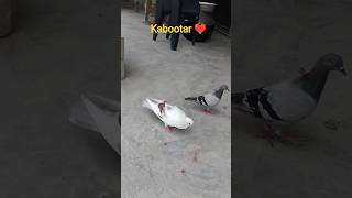Pigeon sounds to attract pigeons|kabutar dusre kabutar ko kaise attract karta hai #pigeon #trending