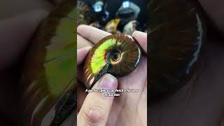 If I find this, can I finally quit my job?#Ammonite #Gemstones #Fossil