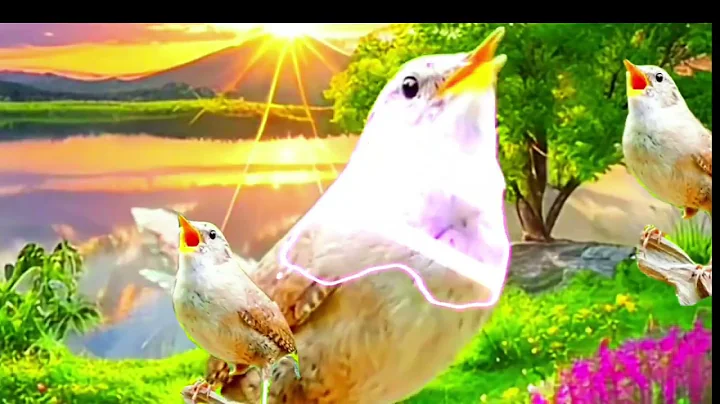 Birds Singing - 11 Hour Bird Sounds Relaxation, Soothing Nature Sounds, Birds Chirping🐦‍⬛🐤