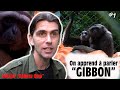 ET SI ON PARLAIT "GIBBON" ?  #1