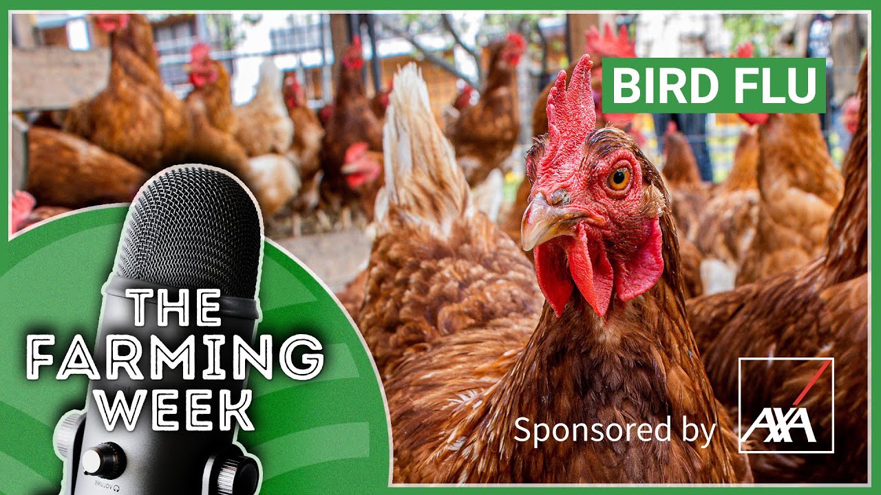 Bird Flu | Derogation Crunch Time | Splash Plates