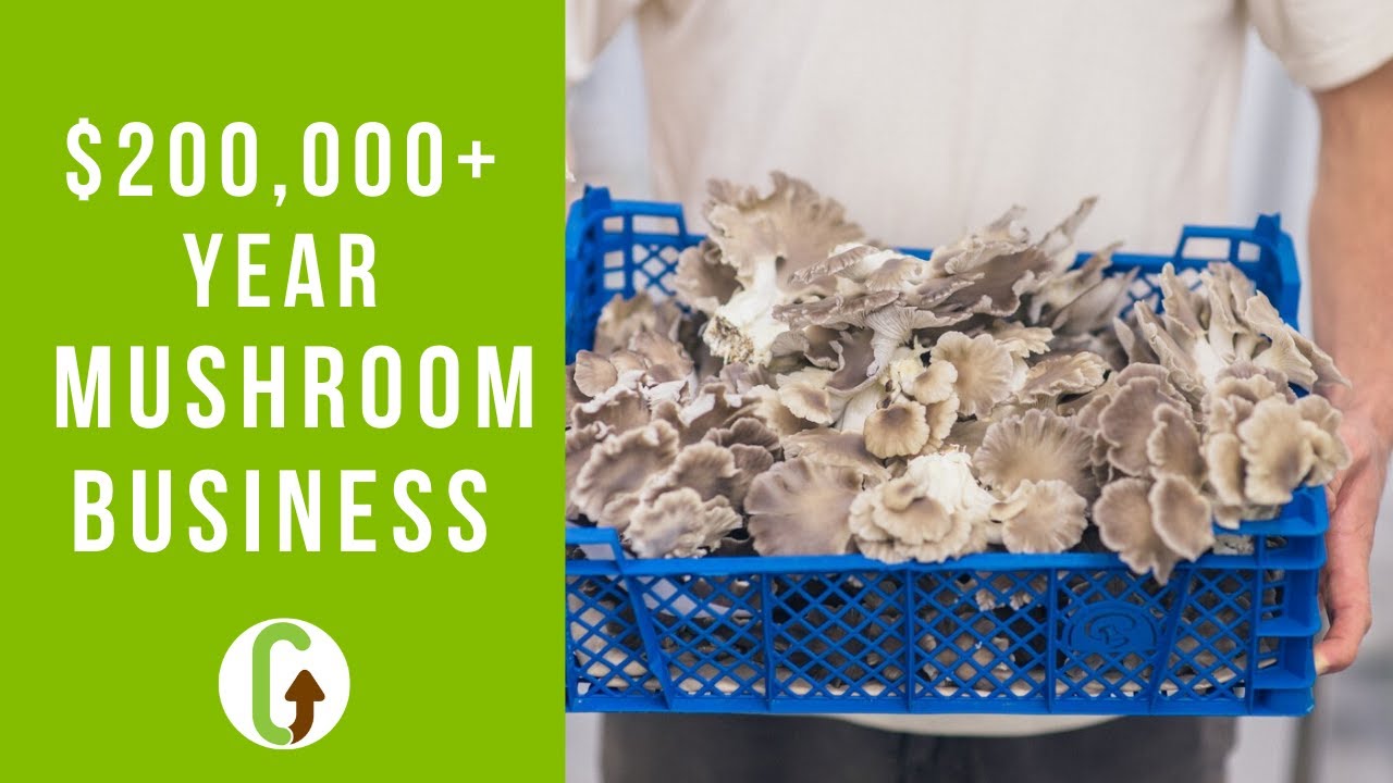 mushroom business plan