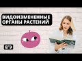 Видоизмененные органы растений