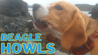 Cute Beagle Howling!