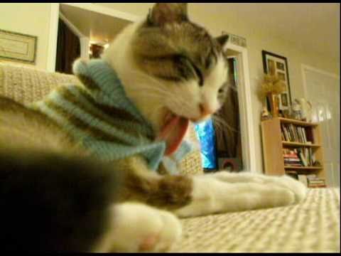 FUNNY CAT LICKING SWEATER! - YouTube