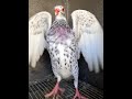 Birds Vilogpigeon Kabootarba Pigeon Kabootar Pigeonlaver Kabutar Parwazikaboter Funny Love