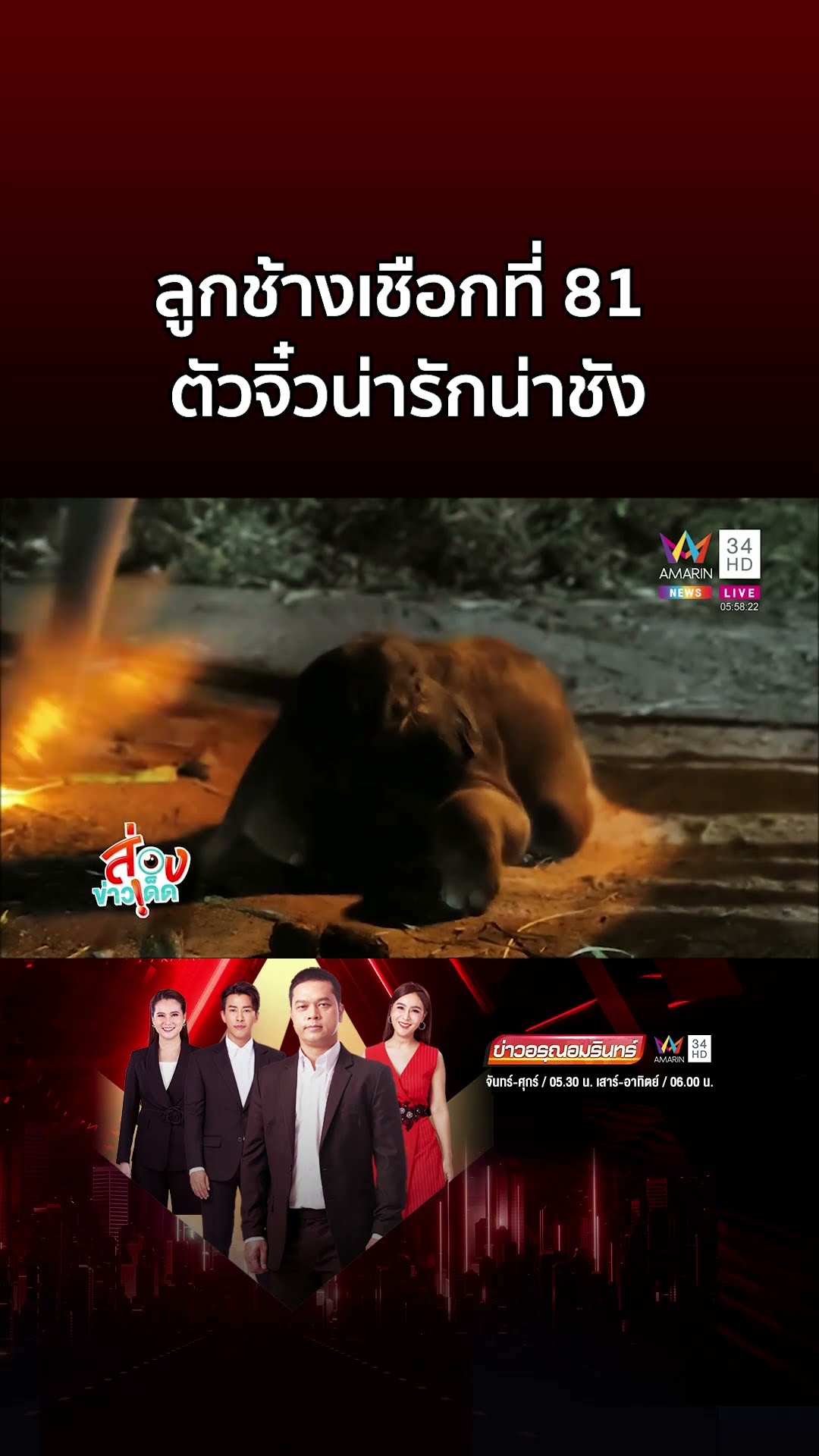 สวนนงนุชรับขวัญลูกช้างเชือกที่ 81 ตัวจิ๋วน่ารักน่าชัง | ข่าวอรุณอมรินทร์