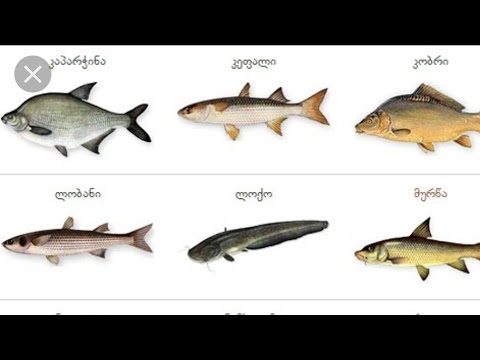 ვიდეო: შავი თევზის აღწერა