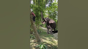 Elephant attack man in road | hathi attack video #shorts #elephant #attack #animals #wildlife #hathi