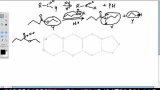 Amidation of Esters