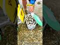 Silver Gudgeon Catching: Tiny Freshwater Fish with Big Importance 🐟✨