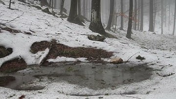 Relaxing Sound of Rain Forest Puddles 2 Hours  - Light Rain and Rain Drops Falling From Trees