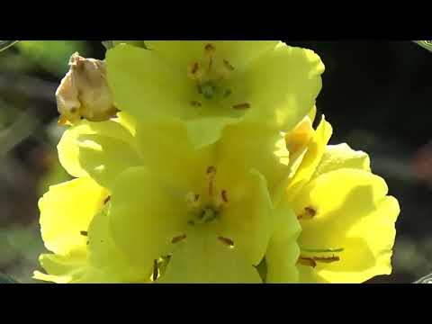 SHENANDOAH BY LIAM CLANCY