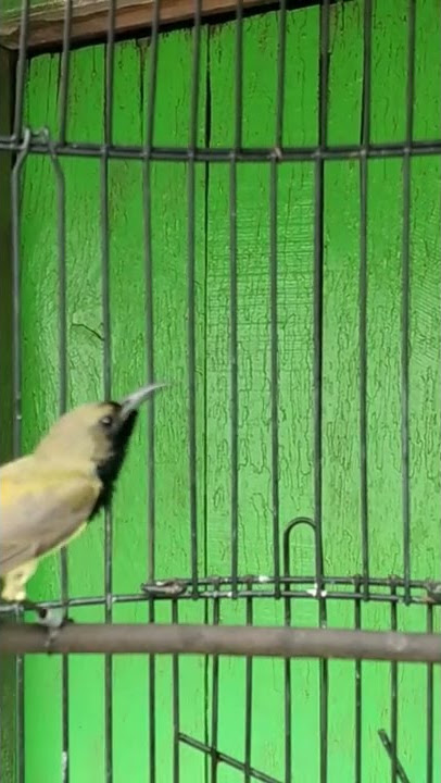 sogon tembakan kowul