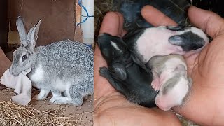 The delivery of a rabbit (How do rabbits give birth?) - wonderful Rabbits Kits 2021