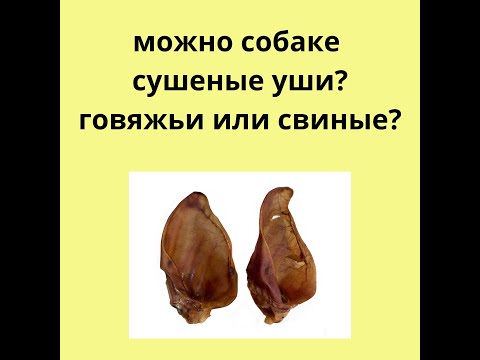 можно ли давать свиные или говяжьи уши?  Сушеные или свежие как давать