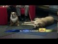 Managing a Multiple Dog Household - News12 New Jersey THE PET STOP Oct 11, 2011 Managing a Multiple Dog Household - News12 New Jersey THE PET STOP Oct 11, 2011