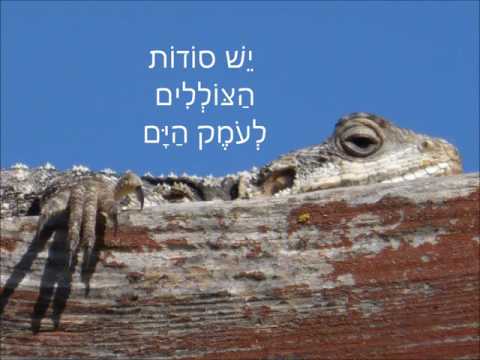 snh - יש שירים ללא מילים - רוני גנוסר
