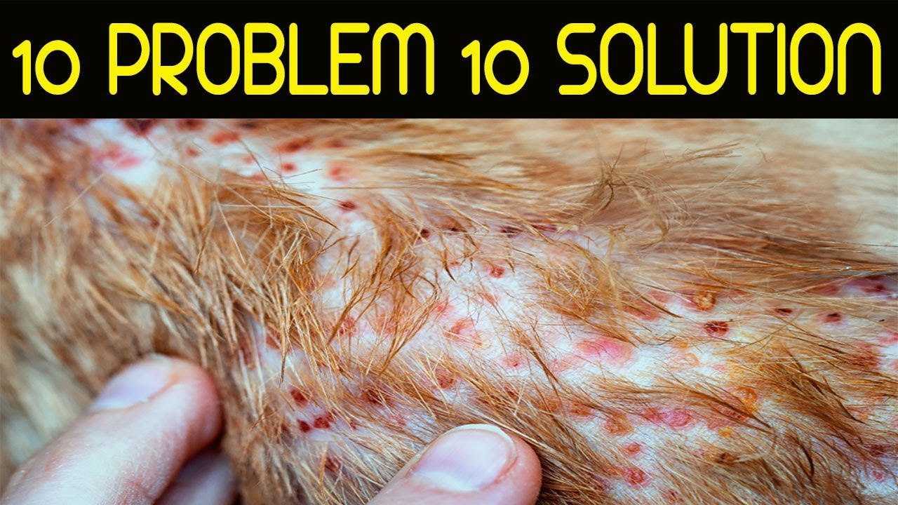 Dog Skin Problems Pictures How To Stop Your Dogs Problems Different