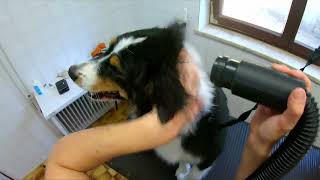 Grooming Australian Shepherd by Dlakca pet grooming 141 views 2 years ago 3 minutes, 18 seconds