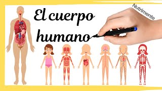 The HUMAN BODY The HUMAN BODY