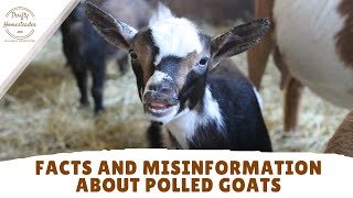 Polled Goats: What You Need to Know