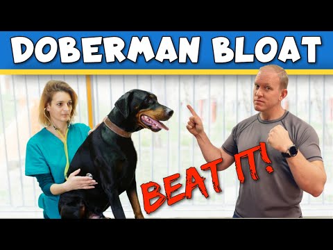 Video: 4 mẹo để ngăn chặn Doberman của bạn khỏi đào