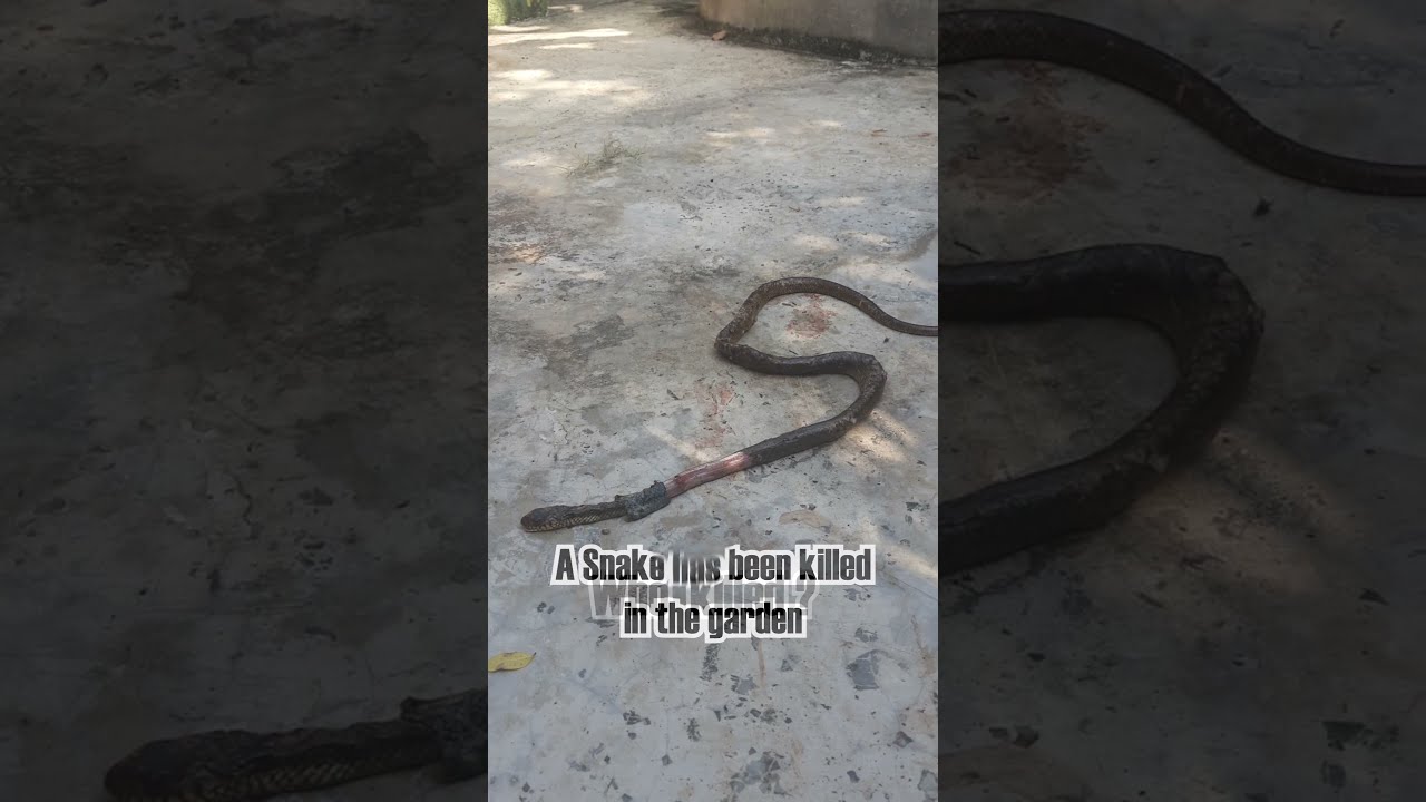 Cute Dachshunds Who killed the snake? shorts cute dachshund dog